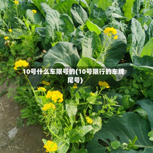 10号什么车限号的(10号限行的车牌尾号)-第3张图片