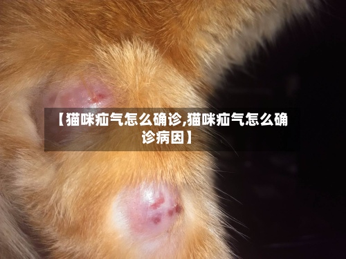 【猫咪疝气怎么确诊,猫咪疝气怎么确诊病因】-第3张图片
