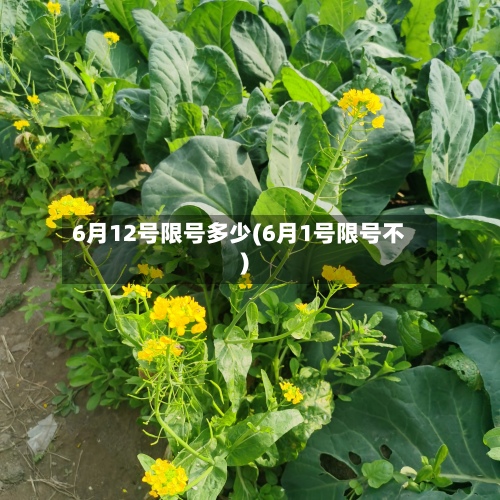 6月12号限号多少(6月1号限号不)-第1张图片