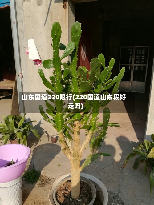 山东国道220限行(220国道山东段好走吗)