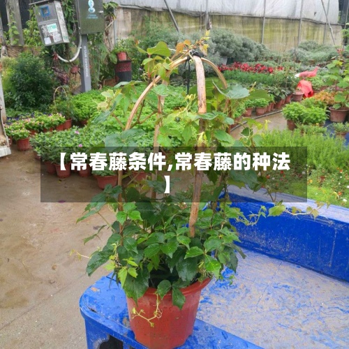 【常春藤条件,常春藤的种法】