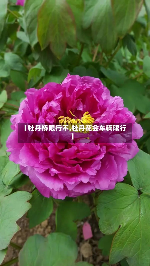 【牡丹桥限行不,牡丹花会车辆限行】-第3张图片
