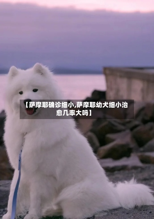 【萨摩耶确诊细小,萨摩耶幼犬细小治愈几率大吗】-第3张图片