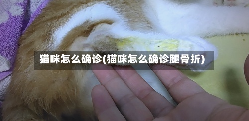 猫咪怎么确诊(猫咪怎么确诊腿骨折)-第3张图片